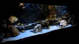 Video 720l Aquarium Malawi von marxbre (AsKAl-ychi0)