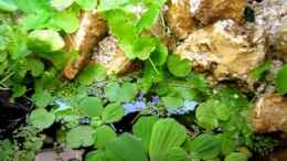 Video Aquarium-Wasserfall von Fischfrau (Aw2xvN-8d8Y)