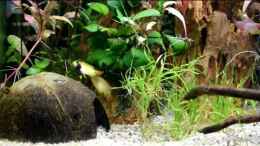 Video Mein Panda Zwergbuntbarsch Päärchen von Acki50 (AzK2aWh1gds)