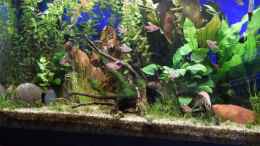 Video 40 sec Leben im Südamerika Becken von Acki50 (B3iQynR8N0E)