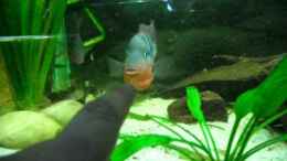 Video feuermaulbuntbarsch von Christian Fries (B6KSzXPlHqY)