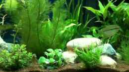 Video Mosaikfadenfische von seegeist (B7ETg8B6oRc)