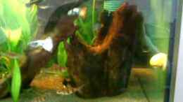 Video Mein Aquarium von MADNESS1.0 (BFpUSJS-000)