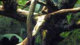 Video Malaya Zwerggarnele von ehemaliger User (BHC0C7k6Jk0)