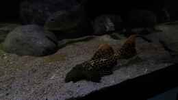 Video Plecos and stingrays von ehemaliger User (BJevDTbOEqw)