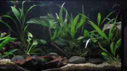 Video Nachwuchs Imbellis 3 von okefenokee (BKgP3I49T3E)