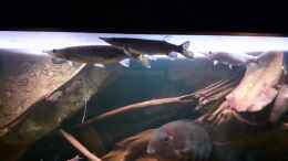 Video Ctenolucius hujeta von ehemaliger User (BLIoSjgr-pQ)