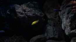 Video Bei der Fütterung  von der Steirer (BRO0Rx3Jlug)