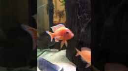 Video Malawi  von Vera Herrlich (BRqhUN_0PRk)