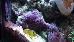 Video Zitronenwächtergrundel mit Randalls Knallkrebs von reefaddict (BUQv2zZFOaM)