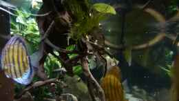 Video Tauchgang im Wurzeldickicht von ravaka (BcPDFsnyRdU)