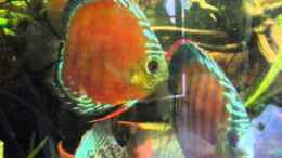 Video Diskusfische von Amamazonas Diskus (BkFB26yux8M)