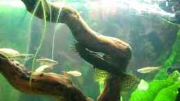 Video Antennewels von ehemaliger User (BmG1wQPAhLI)