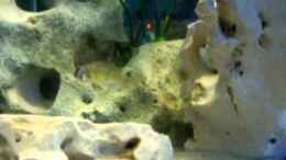 Video Hapl. Ch 44 Weibchen beschützt von 47 Malawi (BmxmSkKrbO0)