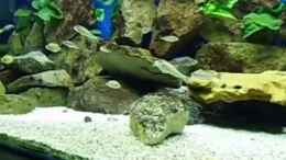 Video 1300l Tanganjika von Gerald Kascha (Bq9SaspLqzI)