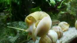 Video mein kleines Tanganjika Becken von odin 68 (Brcq3FEuXOg)