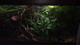 Video Geisterfische von NaMo (BtsTk1zkqh4)