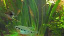 Video Lebendiges Asien von ehemaliger User (BuWCazYB8hM)