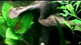 Video otto von Ottche (BxgLWOo_l28)