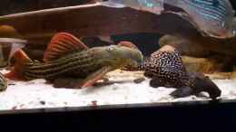 Video "Synchron speisen" nach Pseudacanthicus - Art.... von ehemaliger User (By42ACKwk2U)