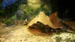 Video Pseudumystus funebris von ehemaliger User (ByGHN-AhTXs)