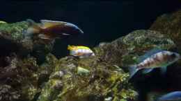 Video 540 l Malawi von Mel (BzUQmyScgEg)