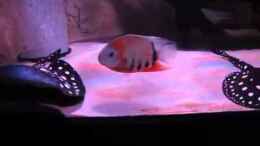 Video Video von Einrichtungsbeispiele.de von Leo-FAN (C1Fva_YE6C0)