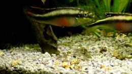 Video Junges Purpurprachtbuntbarschpaar mit Jungtieren von Fossybear (C3neoPT3dis)