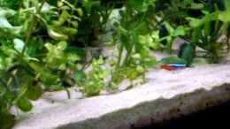 Video meine aquarium von Jarno Wilens (C4B3GVSQJ54)