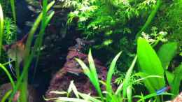 Video Feines Fischgetümmel von Sebastian Philipp (CB_c0J-2x2Q)