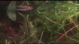 Video Halbschnäbler Jungtier 2 cm von Junglist (CJAWtE0bsXY)