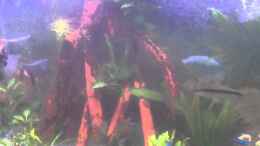 Video discus von Horst Kofler (COfvnzq_JWE)