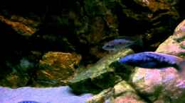 Video Afrikas Lake Malawi - Tank- Sonnenaufgang von Florian Bandhauer (CX3xnh4EXmQ)