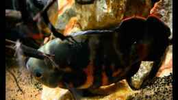 Video Astronotus sp. "Bahia red" - Das erste Mal von GGuardiaNN (CbVsCLT2qpw)