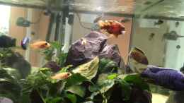 Video Malawi Becken von Stefan Neubert (CcwmW7vZt6I)