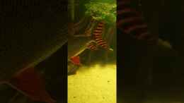 Video Acanthicus Adonis von kellerkind (Cg5-pFIh6kI)