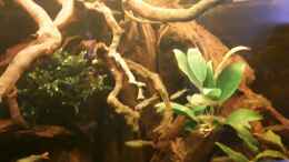 Video Neue Deko im Bild von ehemaliger User (CgdOgGaKL2M)