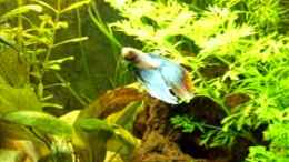 Video Kampffisch von ehemaliger User (CkEFCw1PvUI)