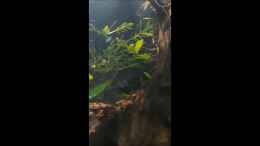 Video Auf der Suche von Michael Müller (CrlgcjMwRVQ)