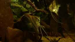 Video Tauchgang im Wurzeldickicht in der Dämmerung 01 von ravaka (CsyTPj-46e8)