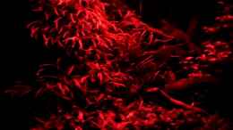 Video Abendrot im Negenborner Wald von ehemaliger User (D1tkpPBmb5g)