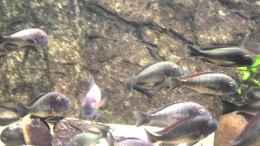 Video Feb. 2012 von Noci (D8P21R1N-os)