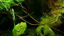 Video mein erstes Nano Becken von odin 68 (D8Q8MVbWOvg)