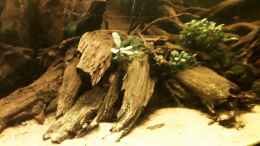 Video Mit bepflanzung von ehemaliger User (DFC8zBa1TKI)