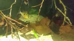 Video Schau mal wer da guckt von ManiacXL (DIuMaDoDGBk)