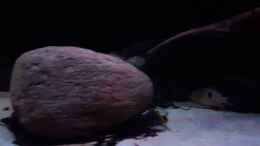 Video Video von einrichtungsbeispiele.de von Südamerika Aquanaut (DLkfxgZB04Y)