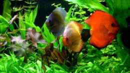 Video Mein 360liter Diskus Becken von Thomas Brandt (DQT8lOQNBJ0)