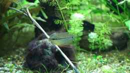 Video Trichopodus leerii von . (DQt1jm_tUso)