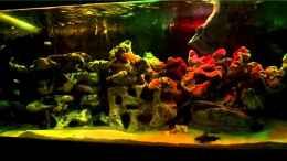 Video Mein Malawibecken 2 von Erwin12 (DR2pQm89b1g)