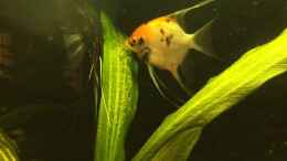 Video Skalare, Brutpflege von Ragner (DVQn9eby4bo)